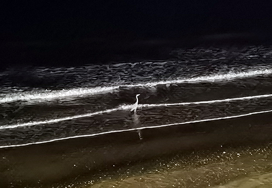 1699945255710781.jpg 夜景 拷贝.jpg